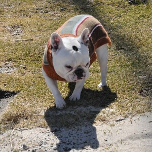 May include: A white and brown French bulldog wearing a striped sweater. The dog is standing on a grassy surface.