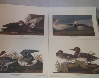 Northwest Mutual Audubon Bird 4 Print Set, Black Duck, Blue and Snow Geese, White-fronted Goose, Green-winged Teal, Plastic Sealed!