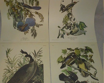 Northwest Mutual Audubon Bird 4 Print Set, Florida Jay, Yellow Bellied Woodpecker, Canada Goose, Summer or Wood Duck