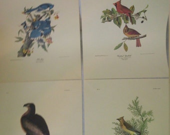 Northwest Mutual Audubon Bird 4 Print Set, Blue Jay, Cardinal Grosbeak, Bald Eagle, Cedar Bird