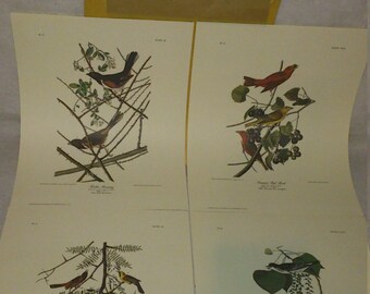Northwest Mutual Audubon Bird 4 Print Set, Tyrant Fly-Catcher, Orchard Oriole, Summer Red Bird, Towhee Bunting Envelope Sealed!