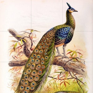 Tile Mural/Mosaic Ceramic Panel of Peacock - E Neale - Bird Wall Art Home Decor - Peacock Mural - Gloss Tiles - Peacock Tile Mosaic