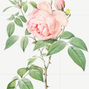Rose Tile Mural: Vintage Botanical Ceramic Panel, Pierre-Joseph Redoute