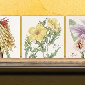 Vintage Botanical Print Ceramic Tiles - Set of 3 Ceramic Decor Tiles - Kitchen Backsplash Tiles, Bathroom Tiles, Botanical wall art