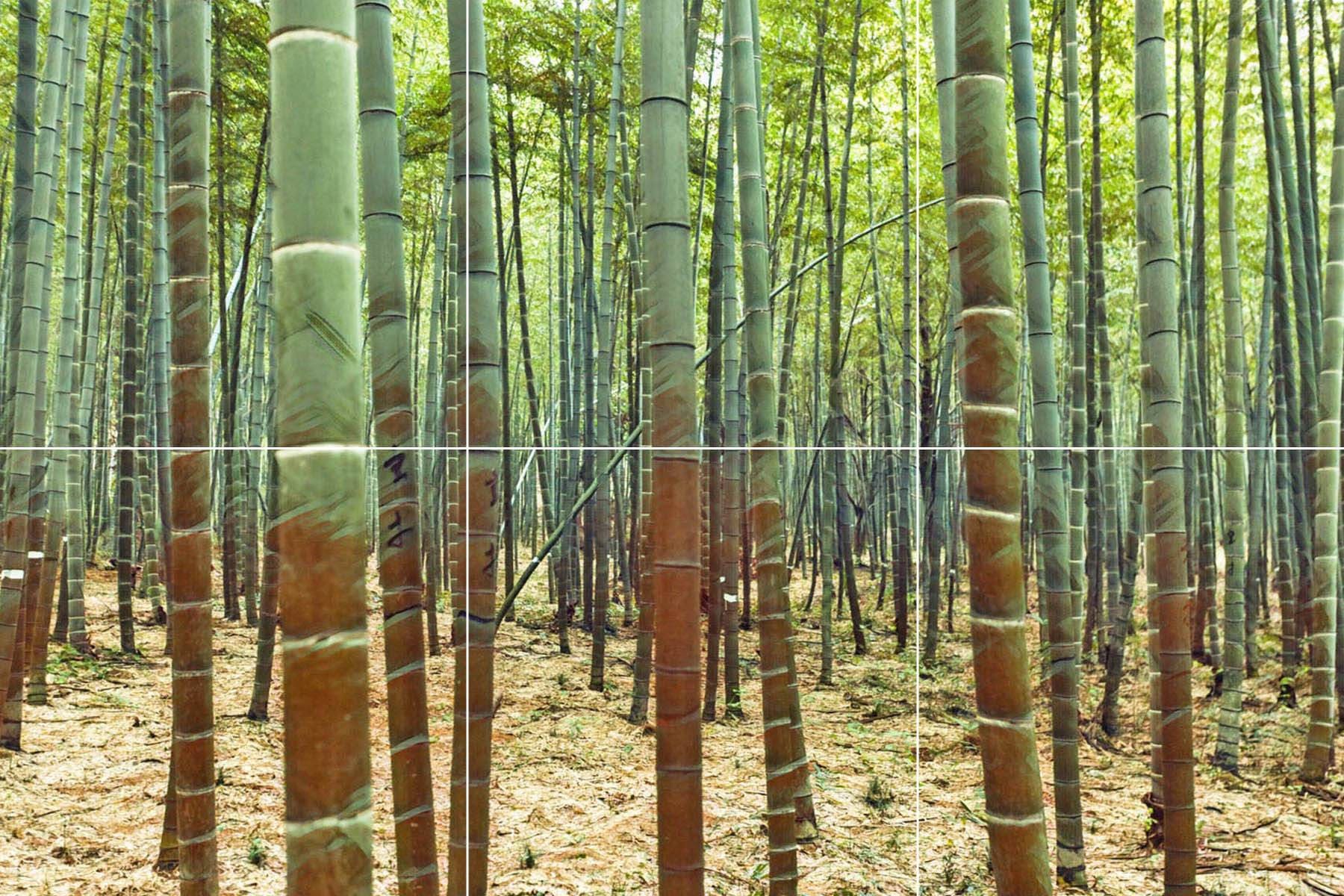 その他 bamboo il_fullxfull.3671290616_2r5v.jpg