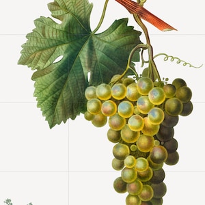 Tile Mural/Mosaic Ceramic Grape Vine Vitis - Pierre-Joseph Redoute - Fruit Wall Art -Vintage Botanical Print- Fruits Wall Art - Fruit Print