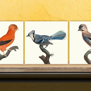Vintage Bird Print Ceramic Tiles - Set of 3 Ceramic Decor Tiles - Kitchen Tiles, Bathroom Tiles, Botanical wall art, Bird illustration