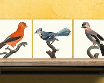 Carreaux de céramique vintage à imprimé oiseau - Lot de 3 carreaux décoratifs en céramique - Carrelage de cuisine, Carrelage de salle de bain, Art mural botanique et Illustration d'oiseau