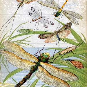 Tile Mural/Mosaic Ceramic Panel of Dragonflies - William Houghton - Insect Tile Mural - Wall Insect Art Print - Gloss Tiles - Tile Mosaic