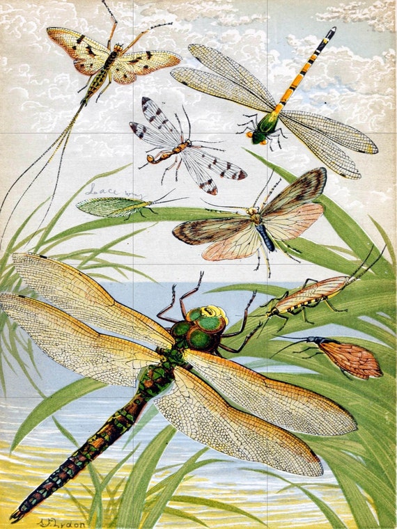 Dragonfly Tile Mural: William Houghton Insect Art, Gloss Ceramic