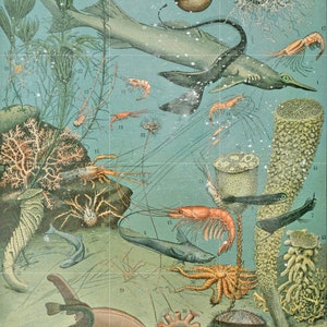Tile Mural/Mosaic Ceramic Panel of Ocean Life - Adolphe Millot -Vintage Print - Marine Wall Art - Adolphe Millot Print Vintage Illustration