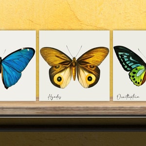 Butterfly vintage illustration Set of 3 Ceramic tiles,Ceramic Decor Tiles,Kitchen Backsplash , Bathroom Tiles, Vintage illustration wall art