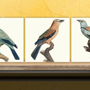 Vintage Bird Print Ceramic Tiles - Set of 3 Ceramic Decor Tiles - Kitchen Tiles, Bathroom Tiles, Botanical wall art, Bird illustration