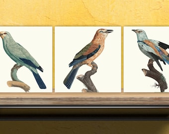 Vintage Bird Print Ceramic Tiles - Set of 3 Ceramic Decor Tiles - Kitchen Tiles, Bathroom Tiles, Botanical wall art, Bird illustration