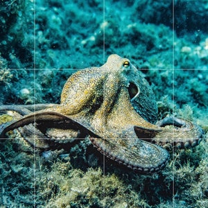 Tile Mural/Mosaic Ceramic Panel of Octopus - Underwater World Wall Art - Tile Mural Art Print - Octopus Mural - Home Decor - Tile Mosaic