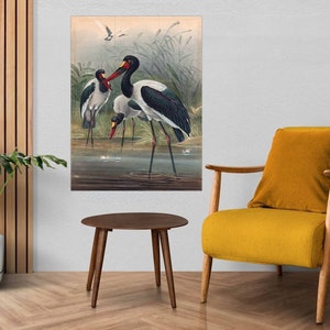 Puede incluir: Una ilustración vintage de tres cigüeñas de cuello negro de pie en un cuerpo de agua poco profundo. Las aves son blancas con marcas negras y tienen picos largos y rojos. La ilustración está ambientada en un fondo de juncos verdes y un cielo nublado.