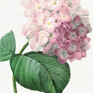 Hydrangea Flower Tile Mural: Vintage Botanical Ceramic Panel