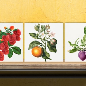 Vintage Fruit Print Ceramic Tiles - Set of 3 Ceramic Decor Tiles - Kitchen Backsplash Tiles, Bathroom Tiles, Fruit illustration print