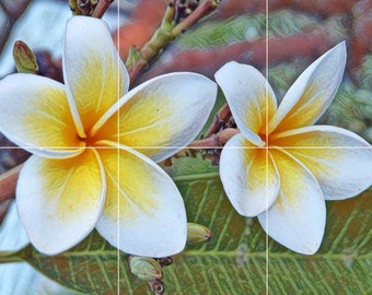 Tile Mural/Mosaic Ceramic Panel of Frangipani Flowers -Frangipani wall print - Frangipani wall art - Tile Mural - Gloss Tiles - Tile Mosaic