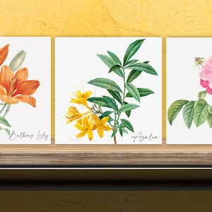 Puede incluir: Tres ilustraciones botánicas de flores sobre un fondo blanco. La primera imagen muestra un lirio naranja brillante con hojas verdes y el texto "Ballroom Lily". La segunda imagen muestra una azalea amarilla con hojas verdes y el texto "Azalea". La tercera imagen muestra una rosa rosa con hojas verdes y el texto "Damask Rose".