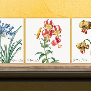 May include: Three vintage botanical illustrations of flowers on a white background. The first image shows a blue African Lily, the second image shows a red Turk's Cap Lily, and the third image shows a yellow Yellow Lily.