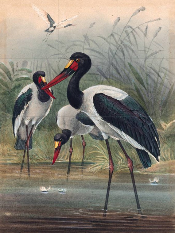 S349 ヨルゲンセン＆モルヒ ガラスプレート 25cm デンマーク アート Saddle-billed Stork Tile Mural: Joseph Wolf Bird Art, Gloss