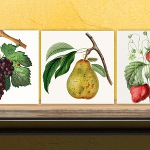 May include: Three vintage botanical illustrations of fruit on a white background. The first image shows a bunch of dark purple grapes with green leaves. The second image shows a green pear with green leaves. The third image shows three red strawberries with green leaves.