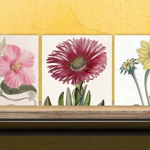 Peut inclure: Trois estampes botaniques vintage représentant une fleur rose, une fleur rouge et une fleur jaune. Les estampes sont encadrées et exposées sur une étagère en bois.