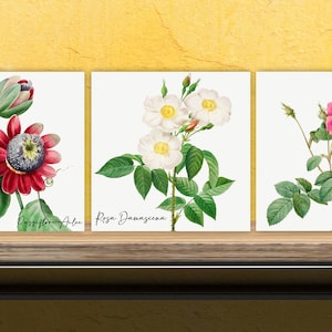 Vintage Botanical Print Ceramic Tiles: Kitchen & Bath Decor, Set of 3