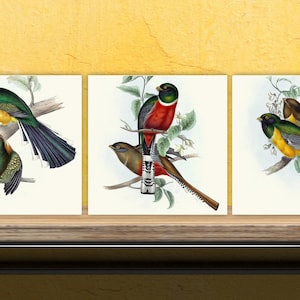 Vintage Bird Print Ceramic Tiles - Set of 3 Ceramic Decor Tiles - Kitchen Tiles, Bathroom Tiles, Botanical wall art, Bird illustration