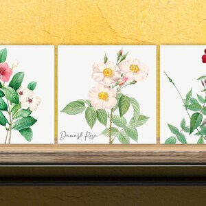 Vintage Botanical Print Ceramic Tiles - Set of 3 Ceramic Decor Tiles - Kitchen Backsplash Tiles, Bathroom Tiles, Botanical wall art