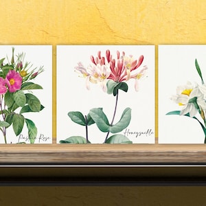Vintage Botanical Print Ceramic Tiles - Set of 3 Ceramic Decor Tiles - Kitchen Backsplash Tiles, Bathroom Tiles, Botanical wall art