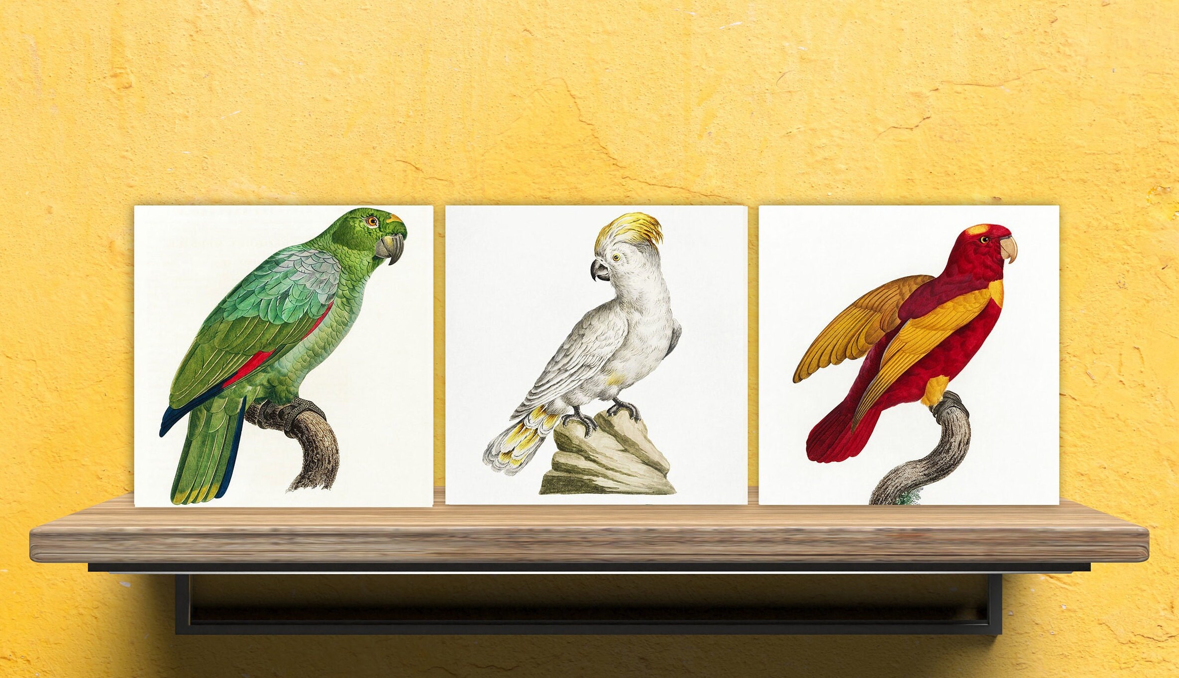 Parrots vintage illustration Set of 3 Ceramic tiles,Ceramic Decor Tiles,Kitchen Backsplash , Bathroom Tiles, Vintage illustration wall art