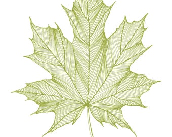 Maple Leaf Print of original Black or Green Pen and Ink Drawing