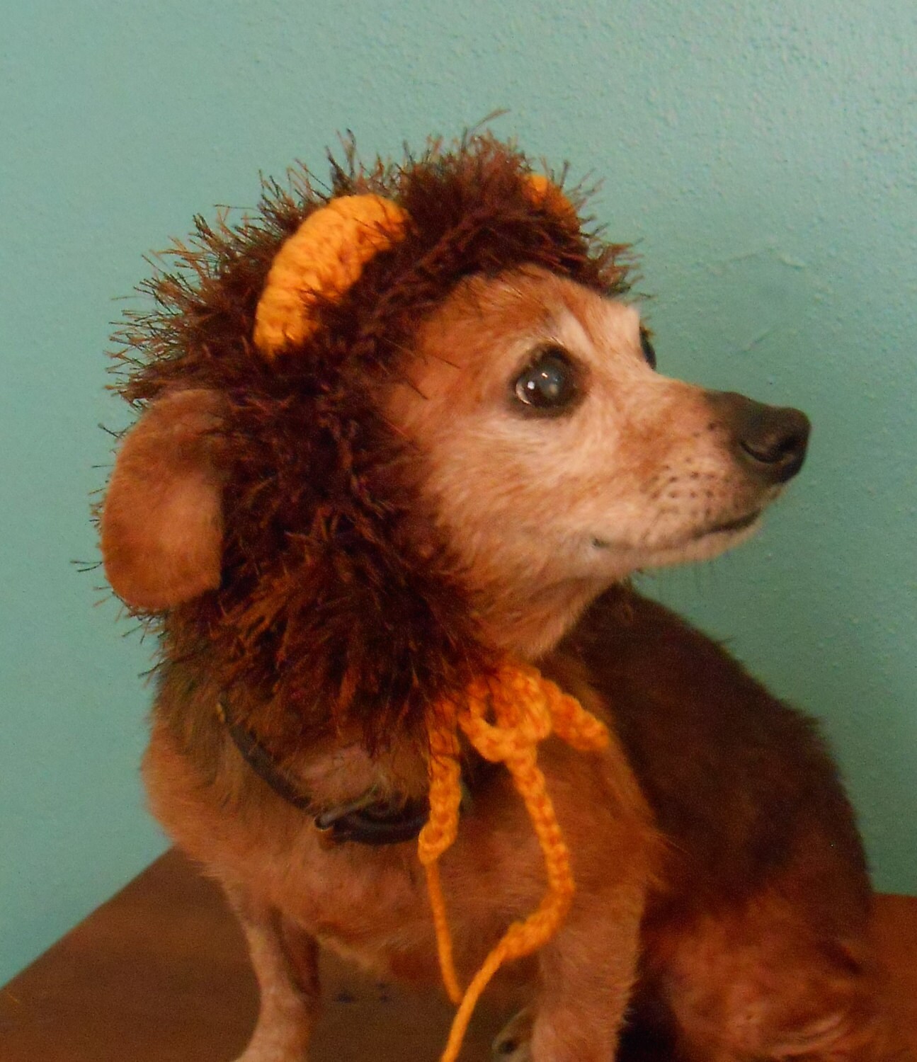 Crocheted Lion Hat for Cat or Dog Lion Mane Hat for Pet Lion Etsy