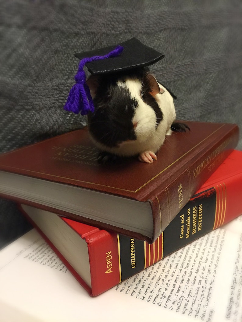 Ferret Graduation Hat Tiny Graduation Cap for Bearded Dragon Guinea Pig Graduation Hat