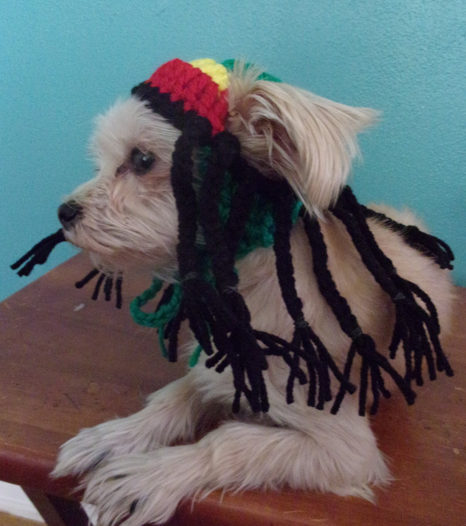 Crocheted Rasta Hat for Dogs or Cats Dreadlocks Hat For Cat Etsy