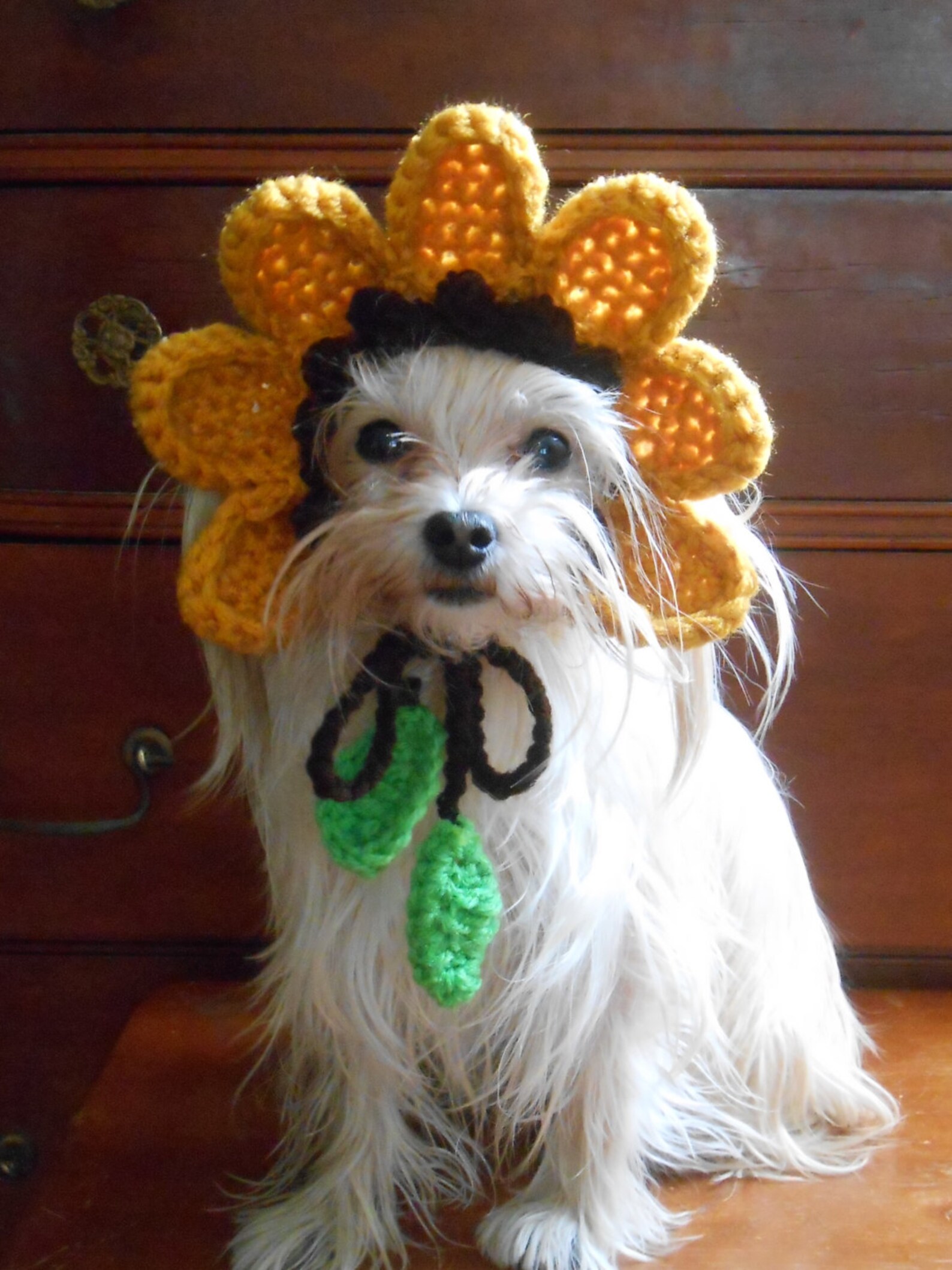 Crocheted Sunflower Hat for Cat or Dog Yellow Flower Hat for Etsy