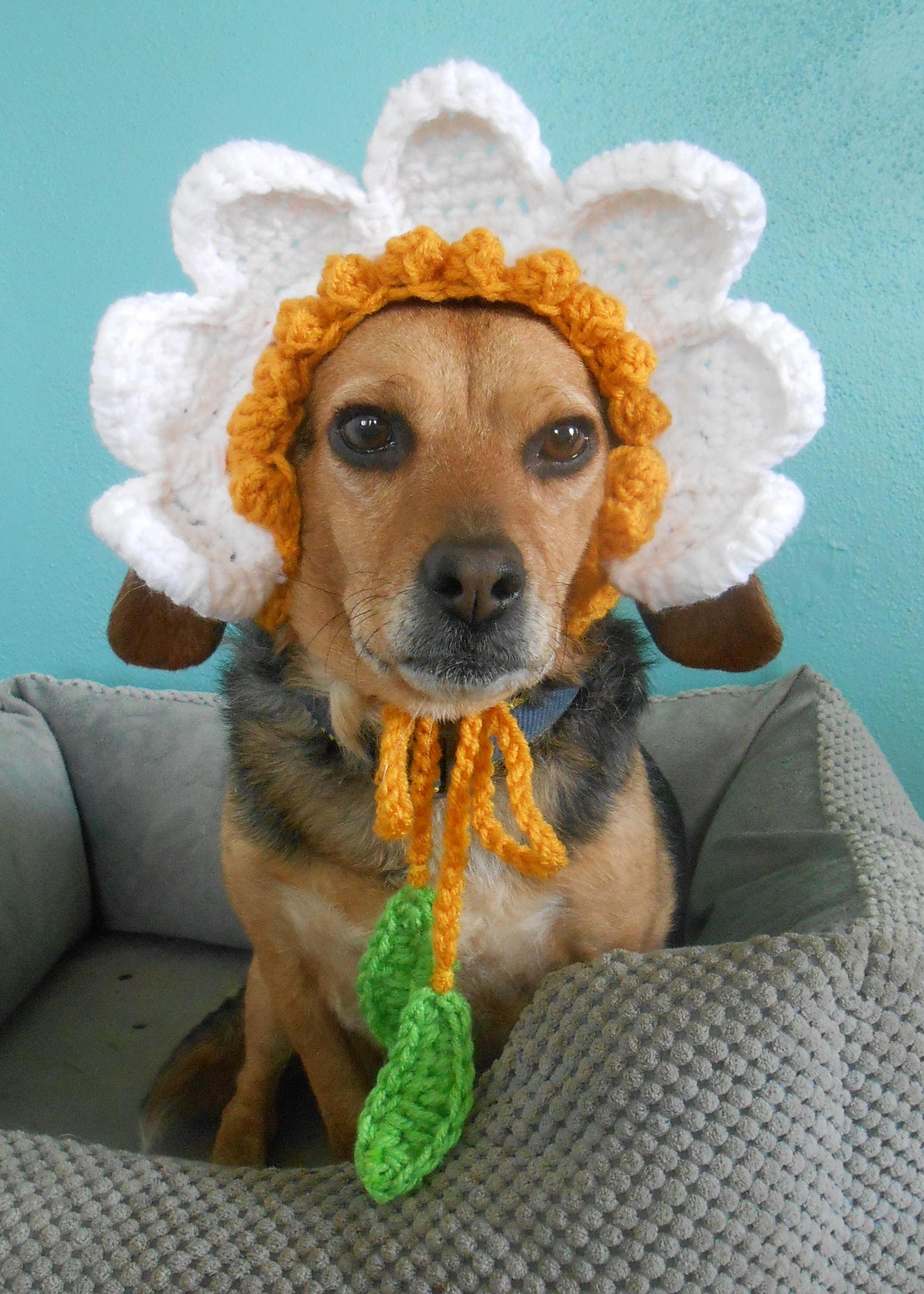 Crocheted Flower Hat for Small Dog Daisy Flower Hat for Pet Etsy