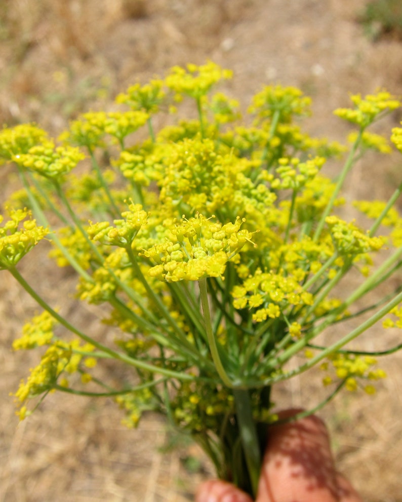 Organic ASAFOETIDA WHOLE Hing Spice Pure Asafoetida Etsy