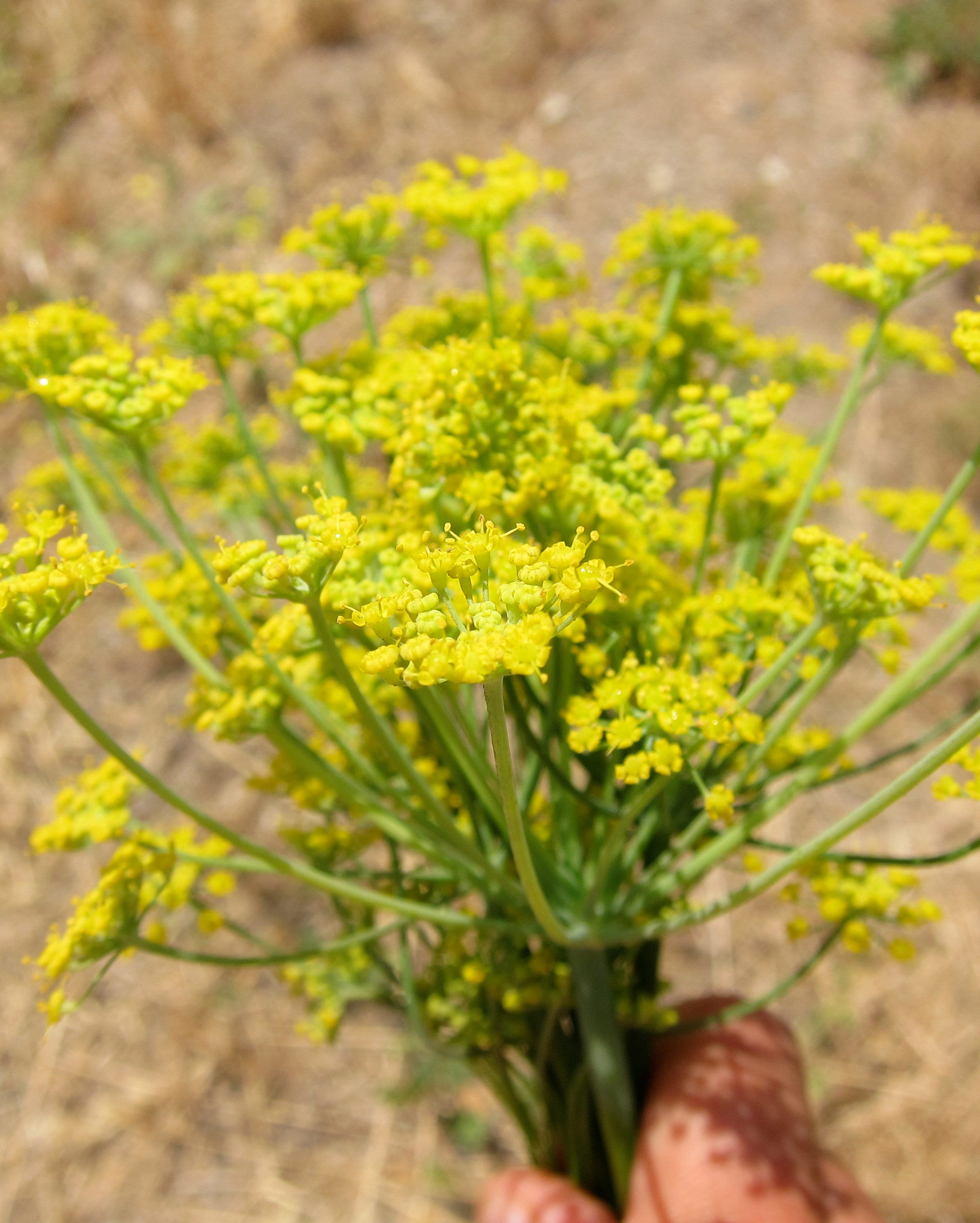 Organic ASAFOETIDA WHOLE Hing Spice Pure Asafoetida Etsy