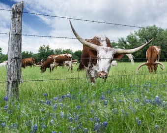 Longhorn Wall Art, Texas Longhorn Print, Longhorn Picture, Texas Photography, Bluebonnet Landscape Art, Rustic Wall Art