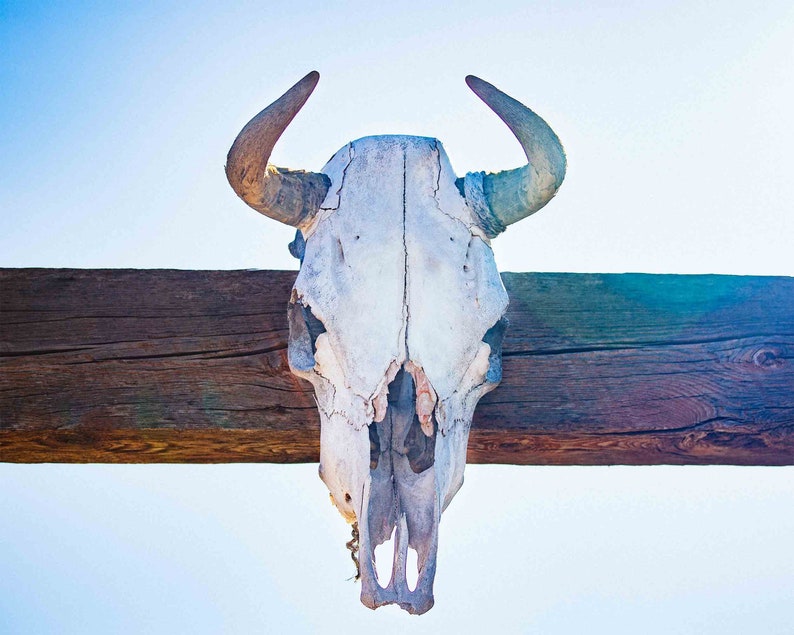Cow Skull Wall Art Cow Skull Art Print Cow Skull Decor Cow Etsy