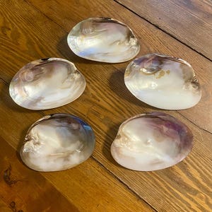 May include: Five iridescent, pearlescent seashells with a smooth, polished surface. The shells display a range of colors, including white, brown, and purple, and are arranged on a wooden surface.