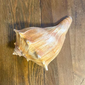 Large 8” natural whelk shell seashell nautical coastal beach home decor