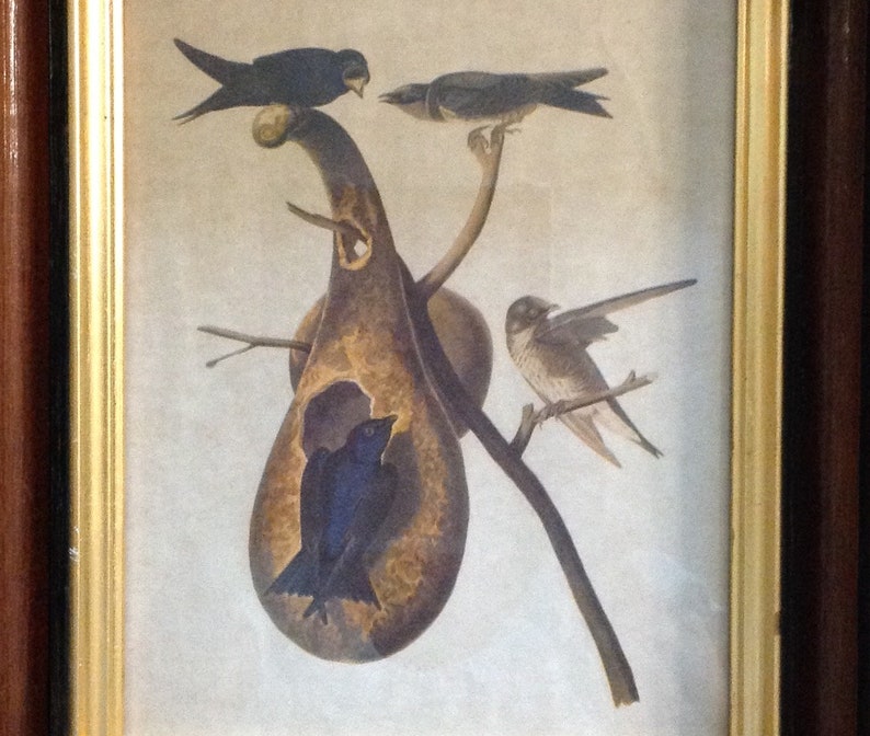 Framed Audubon Print Bird Botanical Purple Martin in Deep Cove Etsy