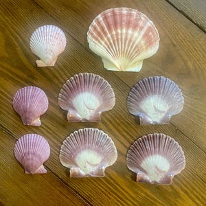 May include: An assortment of seashells in various sizes and shades of pink, white, and cream. The shells are arranged on a wooden surface, showcasing their natural textures and fan-like shapes. The shells are a natural product.