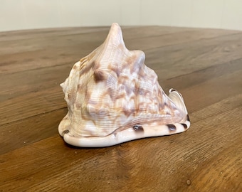 4.5” King helmet seashell sea shell natural collectible specimen nautical beach cottage home decor