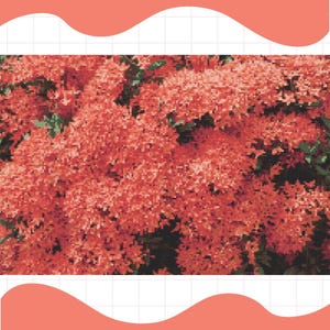 イクソラ植物クロスステッチフルカラーパターンチャート200x134ステッチダウンロード可能なPDF刺繍ピクセルニードルポイントフラワーフローラルオレンジ低木