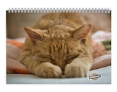 Cat 2026 Wall Calendar 